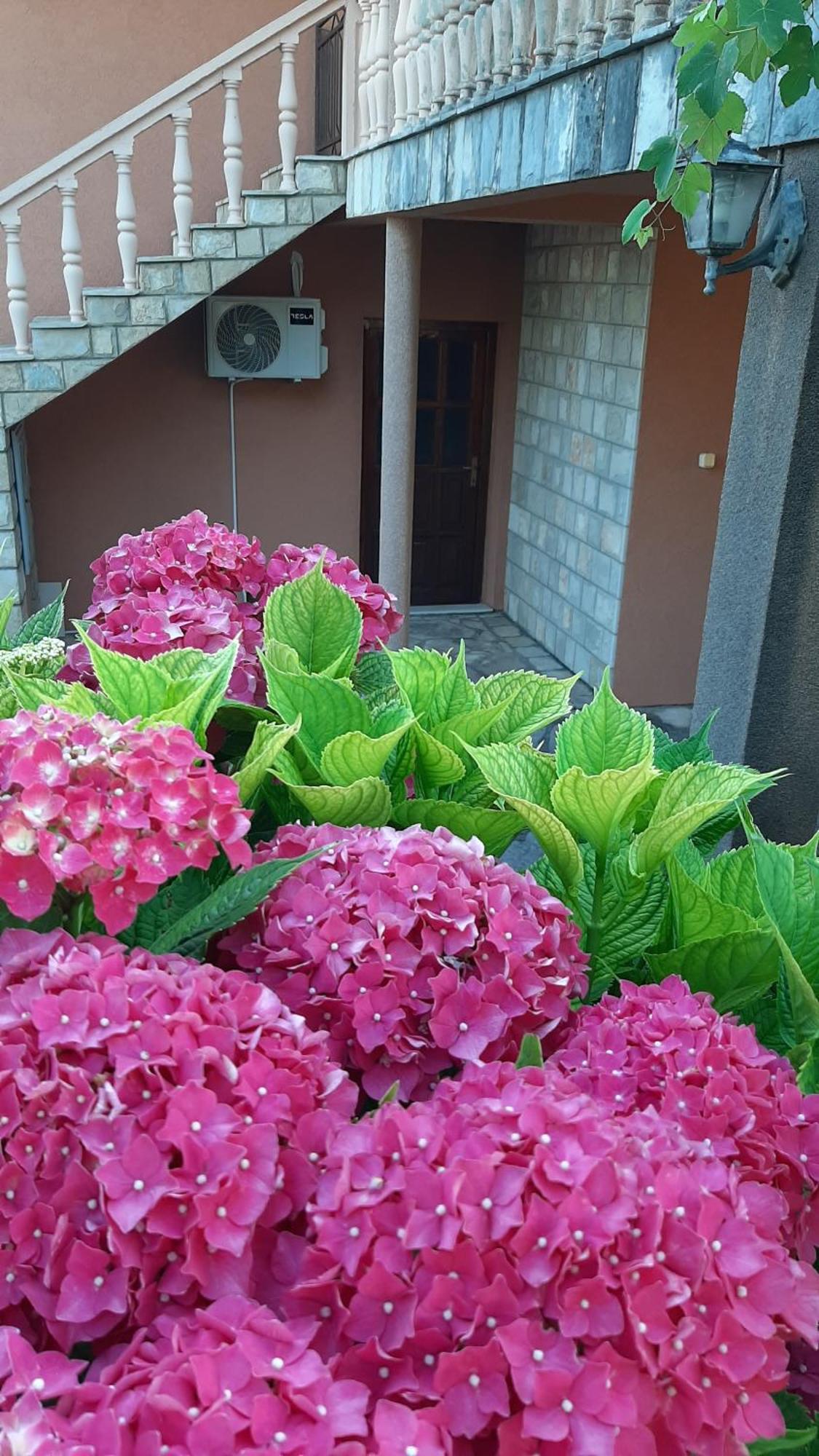 Apartmani "Dukic" Pelinovo Bilik gambar